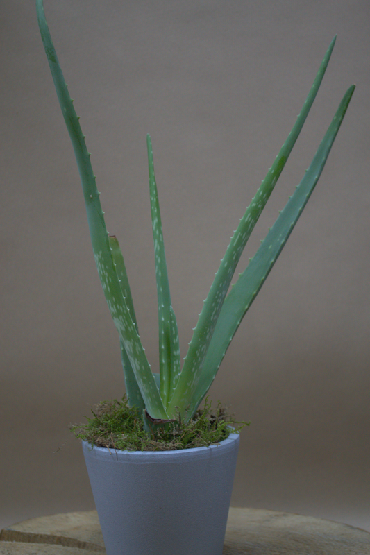 Aloe Vera - Quality Flowers from Ann's Flowers - Just £15.50! Shop now at Ann's Flowers
