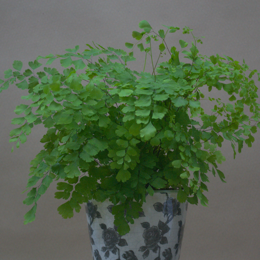 Maidenhair Fern - Quality Flowers from Ann's Flowers - Just £0! Shop now at Ann's Flowers