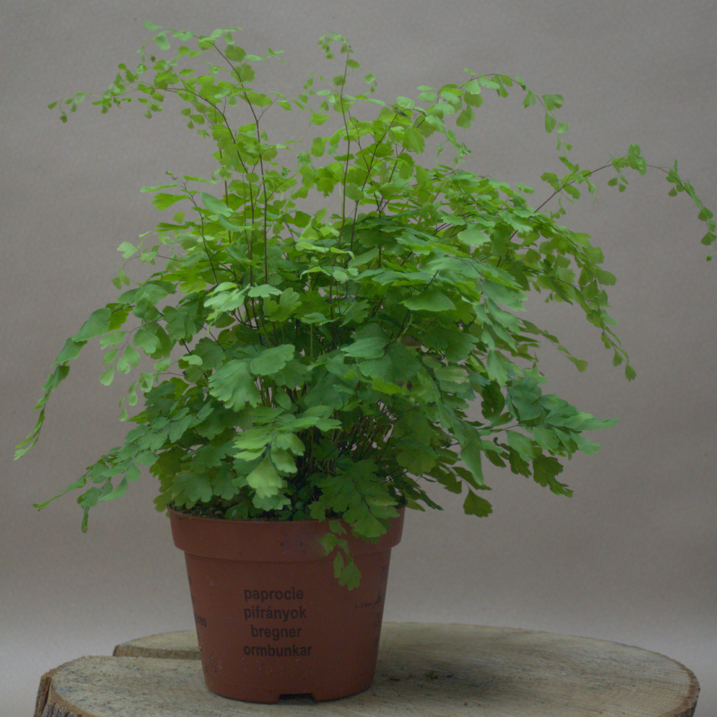 Maidenhair Fern - Quality Flowers from Ann's Flowers - Just £4.30! Shop now at Ann's Flowers