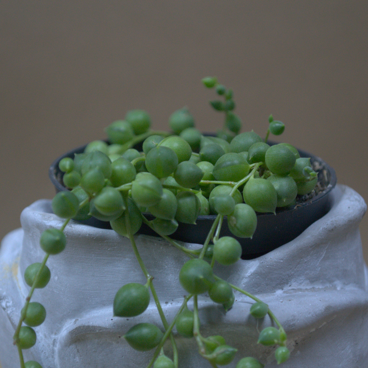 String Of Pearls - Quality Flowers from Ann's Flowers - Just £11.45! Shop now at Ann's Flowers