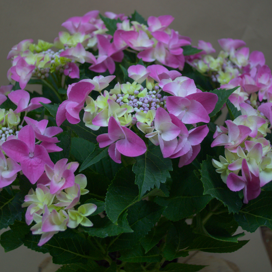 Hydrangea Plant - Quality Flowers from Ann's Flowers - Just £19.50! Shop now at Ann's Flowers