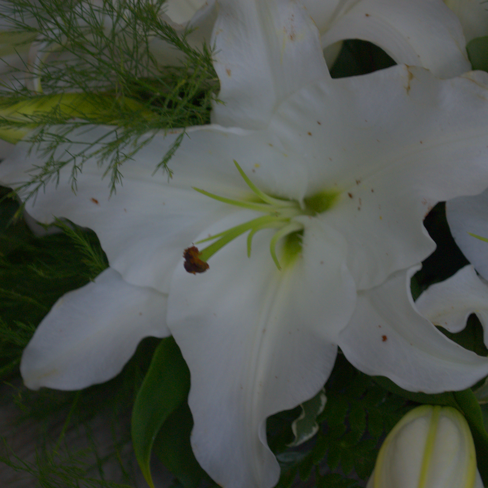 Lily Wreath - Quality Flowers from Ann's Flowers - Just £60! Shop now at Ann's Flowers