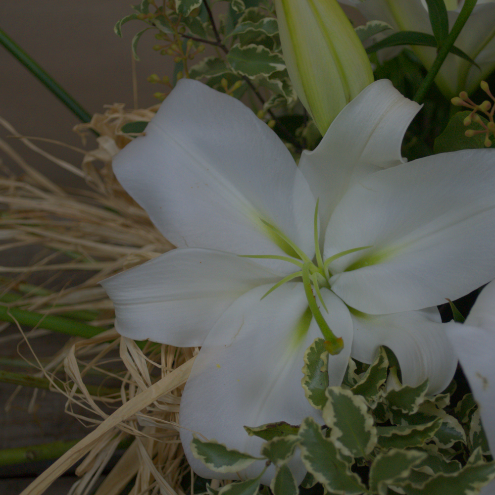 Lily Tied Sheath - Quality Flowers from Ann's Flowers - Just £34.95! Shop now at Ann's Flowers