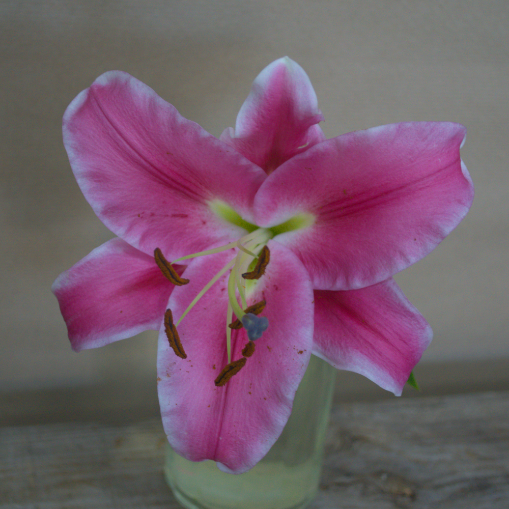 Lily Tied Sheath - Quality Flowers from Ann's Flowers - Just £34.95! Shop now at Ann's Flowers