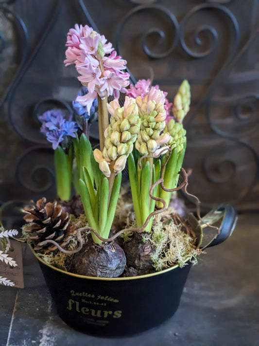 Hyacinth planter - Quality Flowers from Ann's Flowers - Just £24.50! Shop now at Ann's Flowers