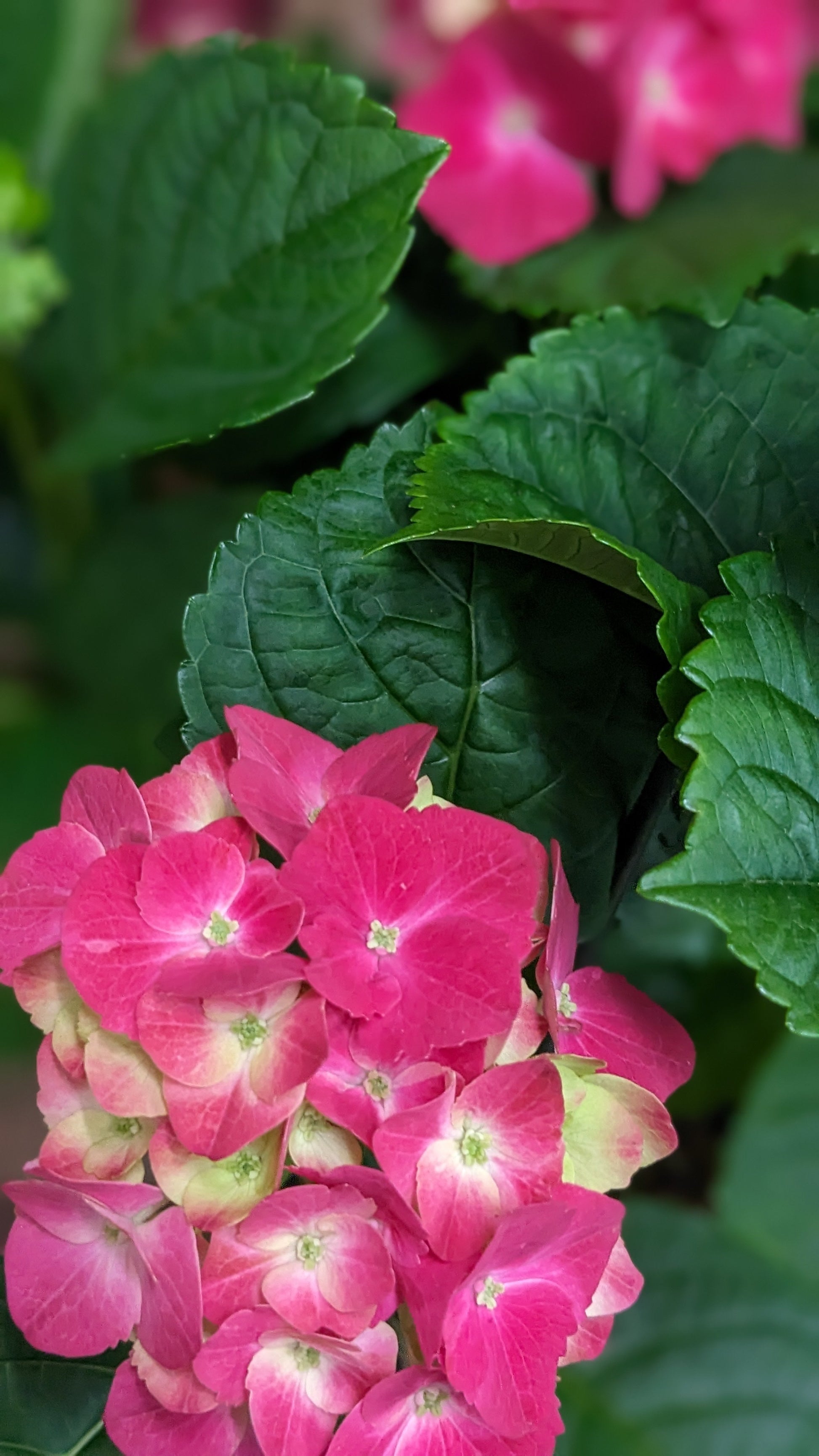 Hydrangea Plant - Quality Flowers from Ann's Flowers - Just £19.50! Shop now at Ann's Flowers