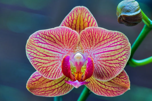 Phalaenopsis Orchid - Quality Flowers from Ann's Flowers - Just £24.95! Shop now at Ann's Flowers