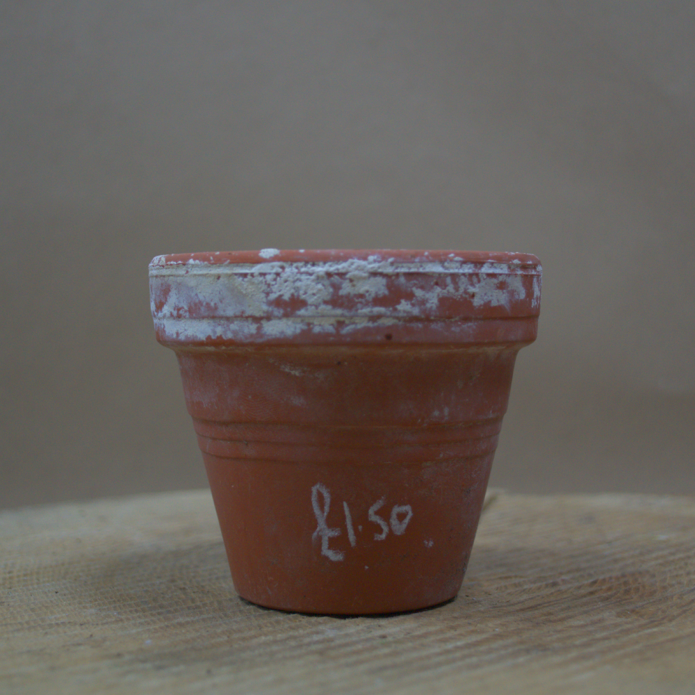 Assorted Ceramic Pots - Quality Flowers from Ann's Flowers - Just £0.95! Shop now at Ann's Flowers
