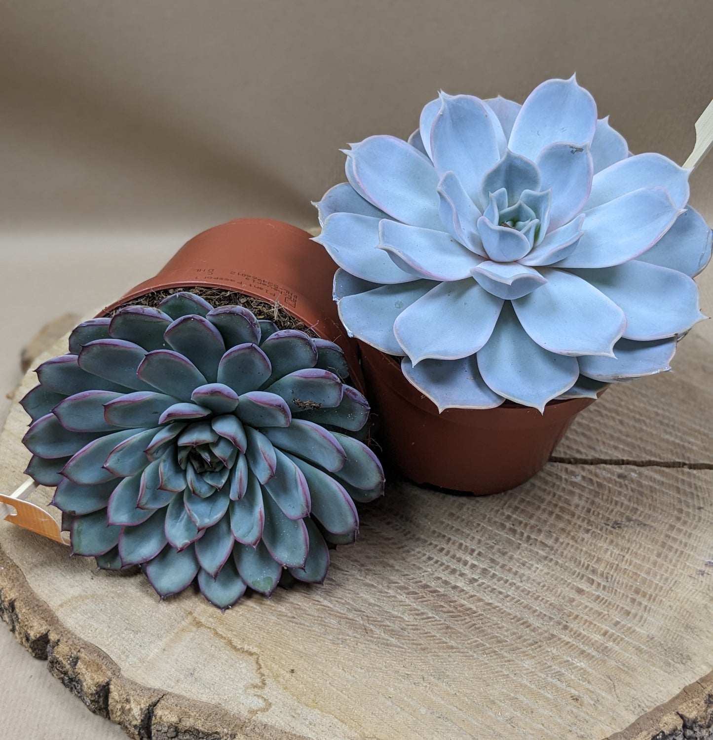 Succulent - Quality Flowers from Ann's Flowers - Just £9.95! Shop now at Ann's Flowers