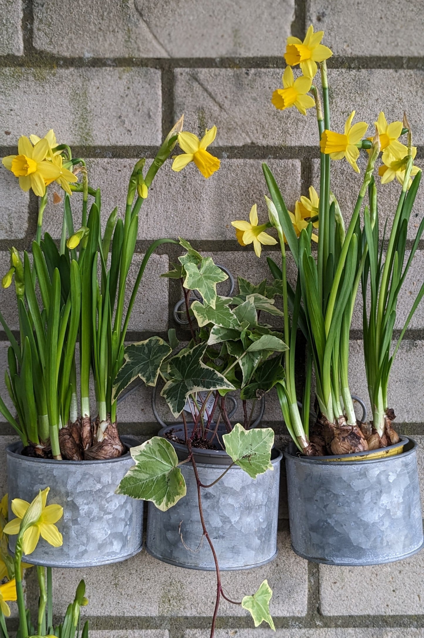 Rustic tin wall planter - Quality Flowers from Ann's Flowers - Just £23.95! Shop now at Ann's Flowers