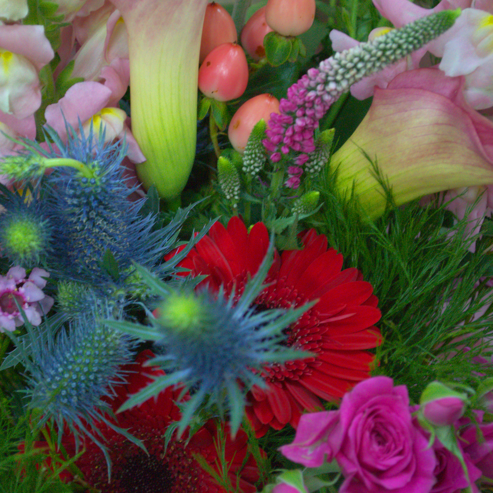 Guten Morgan - Quality Flowers from Ann's Flowers - Just £34.95! Shop now at Ann's Flowers