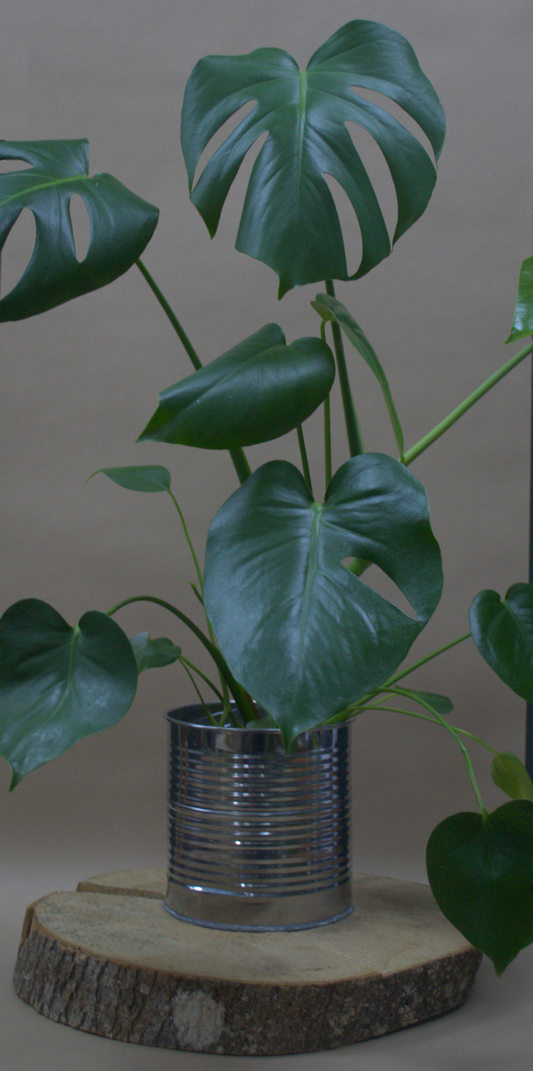 Monstera - Quality Flowers from Ann's Flowers - Just £0! Shop now at Ann's Flowers