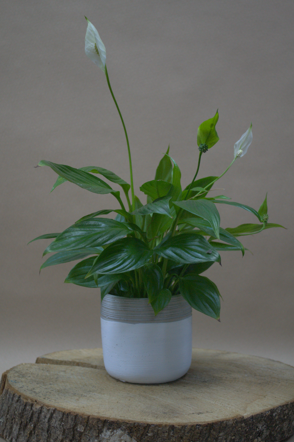 Peace Lily - Quality Flowers from Ann's Flowers - Just £6.50! Shop now at Ann's Flowers