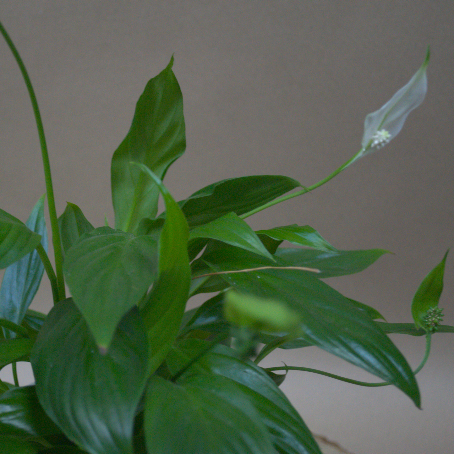 Peace Lily - Quality Flowers from Ann's Flowers - Just £6.50! Shop now at Ann's Flowers