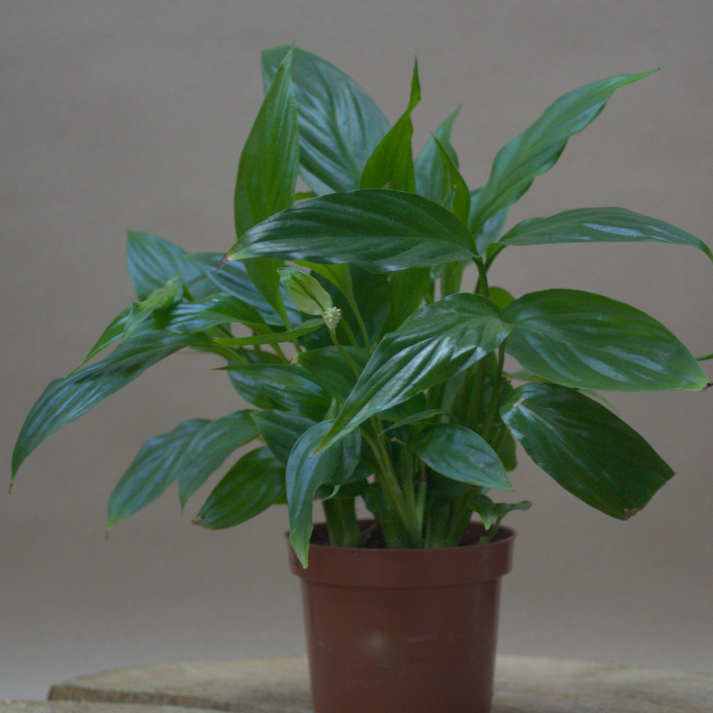 Peace Lily - Quality Flowers from Ann's Flowers - Just £4.50! Shop now at Ann's Flowers