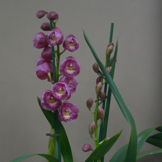 Cymbidium Orchid - Quality Flowers from Ann's Flowers - Just £29.50! Shop now at Ann's Flowers
