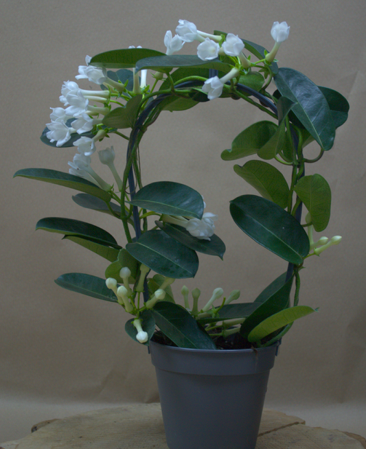 Stephanotis - Quality Flowers from Ann's Flowers - Just £15.50! Shop now at Ann's Flowers