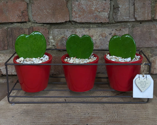 Hoya Heart planter - Quality Flowers from Ann's Flowers - Just £29.95! Shop now at Ann's Flowers