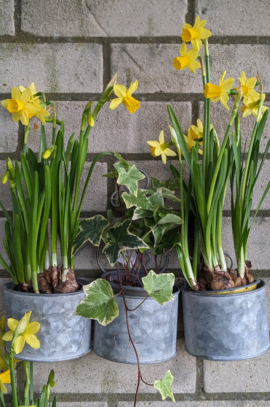 Rustic tin wall planter - Quality Flowers from Ann's Flowers - Just £23.95! Shop now at Ann's Flowers
